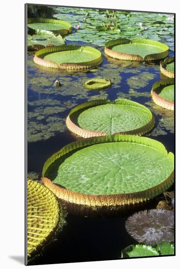 Amazon Waterlily and Santa Cruz-null-Mounted Photographic Print