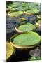 Amazon Waterlily and Santa Cruz-null-Mounted Photographic Print
