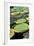 Amazon Waterlily and Santa Cruz-null-Framed Photographic Print