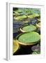 Amazon Waterlily and Santa Cruz-null-Framed Photographic Print