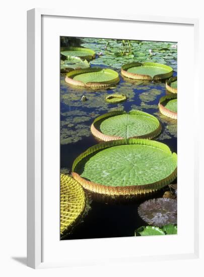 Amazon Waterlily and Santa Cruz-null-Framed Photographic Print