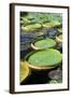 Amazon Waterlily and Santa Cruz-null-Framed Photographic Print