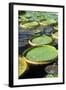 Amazon Waterlily and Santa Cruz-null-Framed Photographic Print