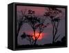 Amazonia Sunset-Art Wolfe-Framed Stretched Canvas