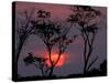 Amazonia Sunset-Art Wolfe-Stretched Canvas