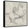 Amazonian Chief on Horseback, from the Tomb of Mausolus-null-Framed Stretched Canvas
