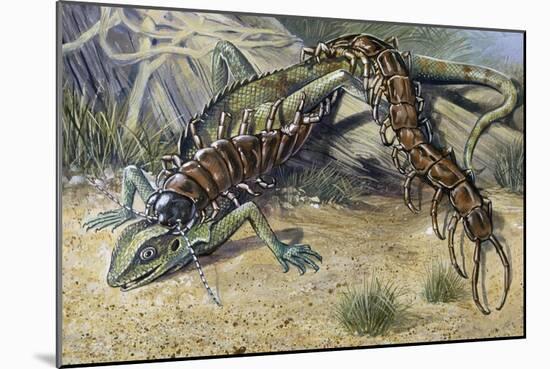 Amazonian Giant Centipede (Scolopendra Gigantea), Scolopendridae-null-Mounted Giclee Print