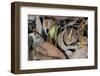 Amazonian Horned Frog camouflaged, Amazonia, Peru-Alex Hyde-Framed Photographic Print