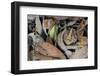 Amazonian Horned Frog camouflaged, Amazonia, Peru-Alex Hyde-Framed Photographic Print