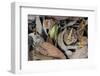 Amazonian Horned Frog camouflaged, Amazonia, Peru-Alex Hyde-Framed Photographic Print