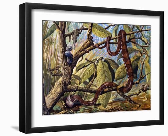Amazonian Snail-Eater (Dipsas Indica), Colubridae-null-Framed Giclee Print