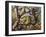 Amazonian Snail-Eater (Dipsas Indica), Colubridae-null-Framed Giclee Print