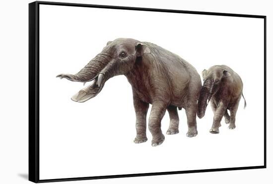 Ambelodon-null-Framed Stretched Canvas