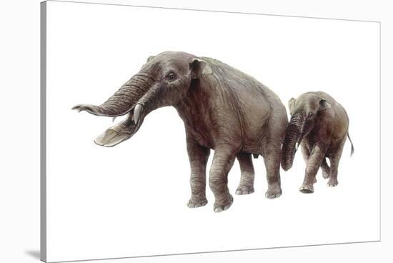 Ambelodon-null-Stretched Canvas