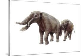 Ambelodon-null-Stretched Canvas