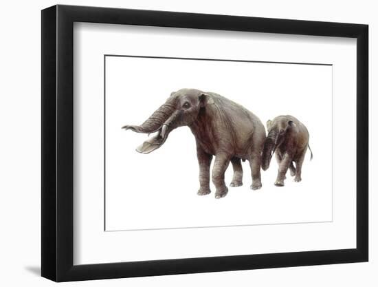 Ambelodon-null-Framed Photographic Print