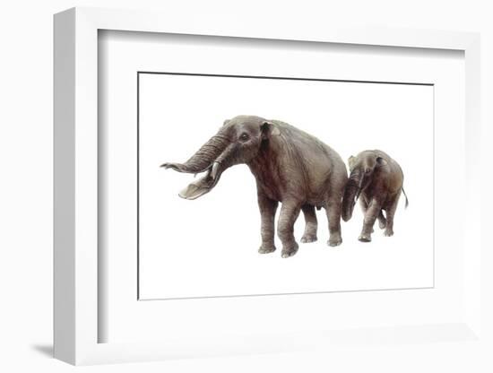 Ambelodon-null-Framed Photographic Print