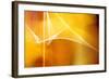 Amber Abstract II-Douglas Taylor-Framed Photographic Print