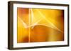 Amber Abstract II-Douglas Taylor-Framed Photographic Print