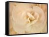 Amber Begonia Flower-Cora Niele-Framed Stretched Canvas