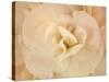 Amber Begonia Flower-Cora Niele-Stretched Canvas