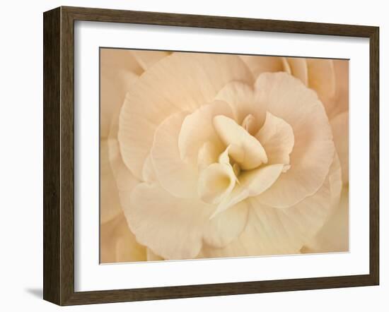 Amber Begonia Flower-Cora Niele-Framed Photographic Print