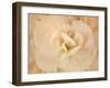 Amber Begonia Flower-Cora Niele-Framed Photographic Print