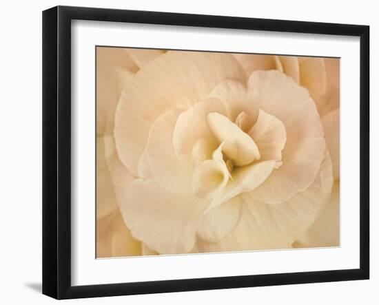 Amber Begonia Flower-Cora Niele-Framed Photographic Print