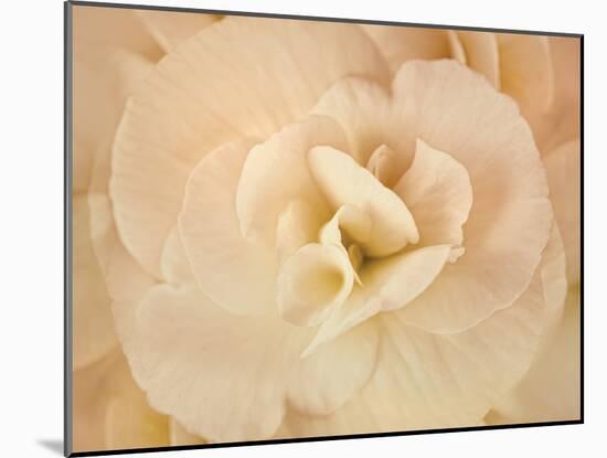 Amber Begonia Flower-Cora Niele-Mounted Photographic Print