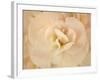 Amber Begonia Flower-Cora Niele-Framed Photographic Print