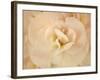 Amber Begonia Flower-Cora Niele-Framed Photographic Print