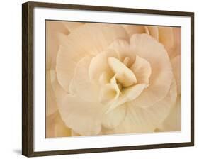 Amber Begonia Flower-Cora Niele-Framed Photographic Print