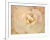 Amber Begonia Flower-Cora Niele-Framed Photographic Print