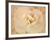 Amber Begonia Flower-Cora Niele-Framed Photographic Print