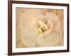 Amber Begonia Flower-Cora Niele-Framed Photographic Print