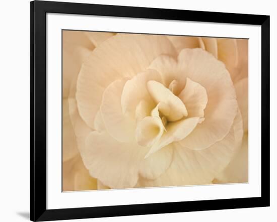 Amber Begonia Flower-Cora Niele-Framed Photographic Print