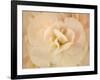 Amber Begonia Flower-Cora Niele-Framed Photographic Print