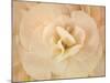Amber Begonia Flower-Cora Niele-Mounted Photographic Print