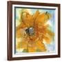 Amber Gold II-Chris Paschke-Framed Art Print