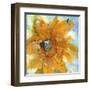 Amber Gold II-Chris Paschke-Framed Art Print