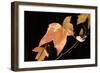 Amber Leaves I-Rita Crane-Framed Photographic Print