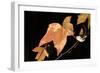 Amber Leaves I-Rita Crane-Framed Photographic Print