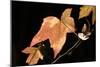 Amber Leaves I-Rita Crane-Mounted Photographic Print