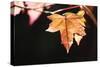Amber Leaves II-Rita Crane-Stretched Canvas