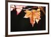 Amber Leaves II-Rita Crane-Framed Photographic Print