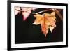 Amber Leaves II-Rita Crane-Framed Photographic Print