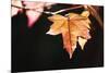 Amber Leaves II-Rita Crane-Mounted Photographic Print