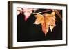Amber Leaves II-Rita Crane-Framed Photographic Print