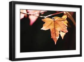 Amber Leaves II-Rita Crane-Framed Photographic Print