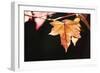 Amber Leaves II-Rita Crane-Framed Photographic Print